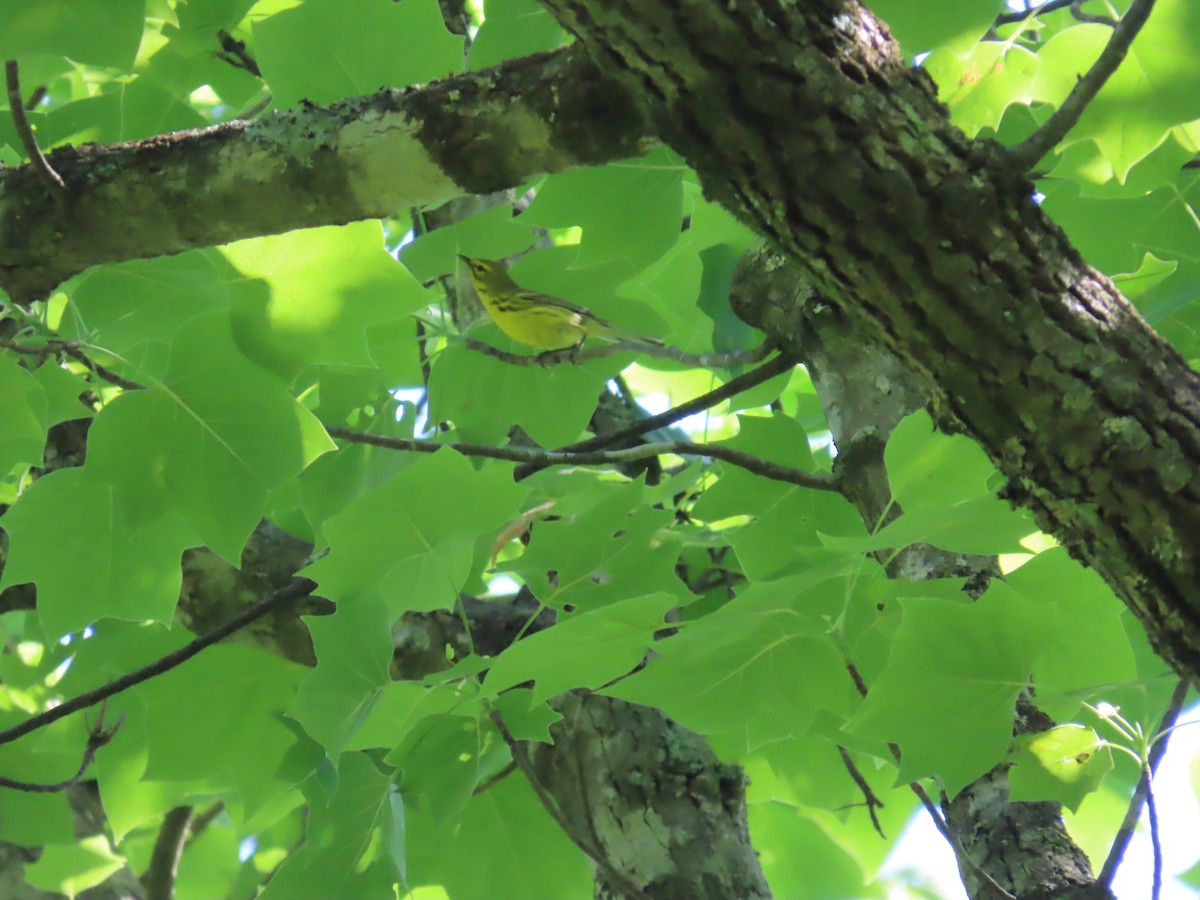 Prairie Warbler - Susan Wright