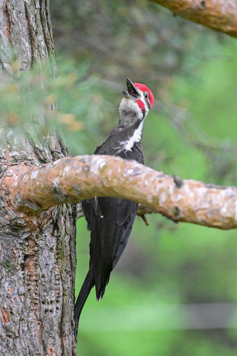 Pileated Woodpecker - Serg Tremblay