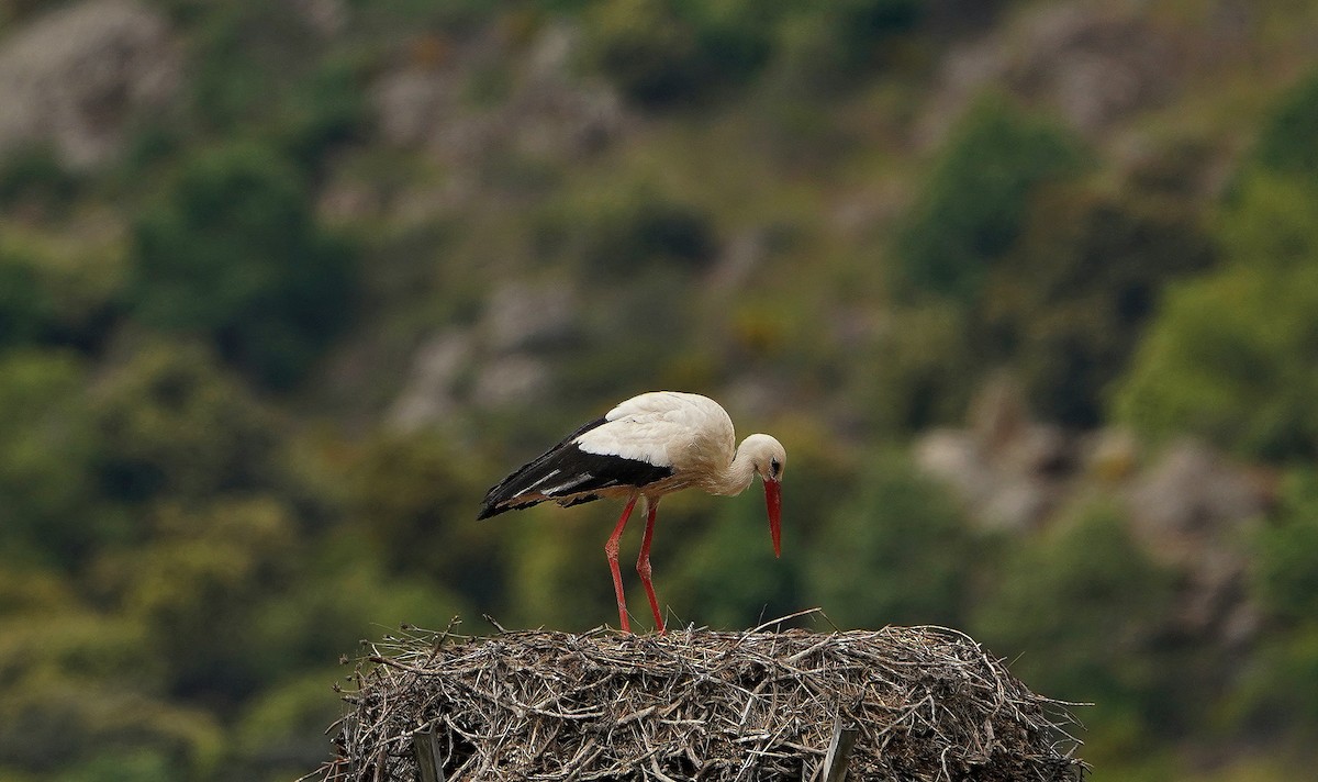White Stork - José Eduardo Mateos Moreno