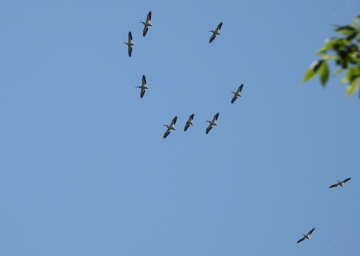 American White Pelican - Kathy Springer