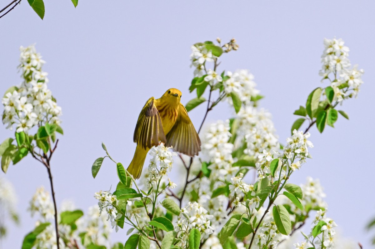 Yellow Warbler - Serg Tremblay