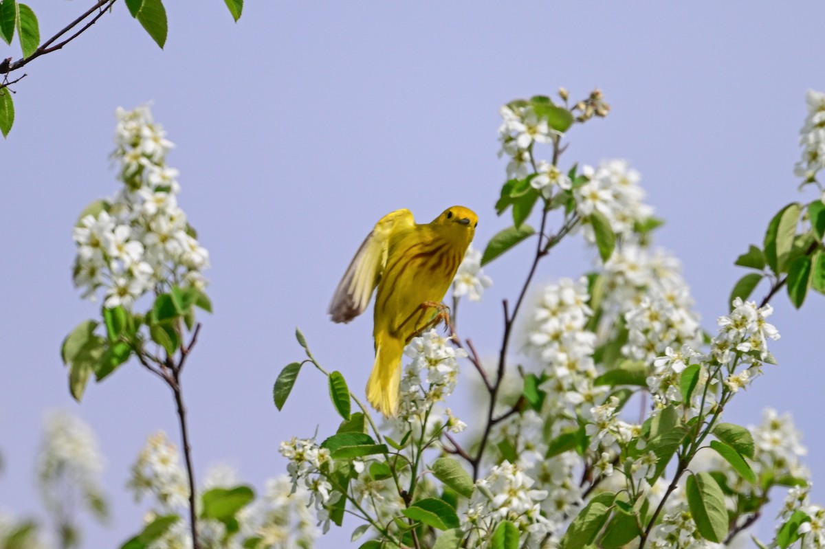 Yellow Warbler - Serg Tremblay