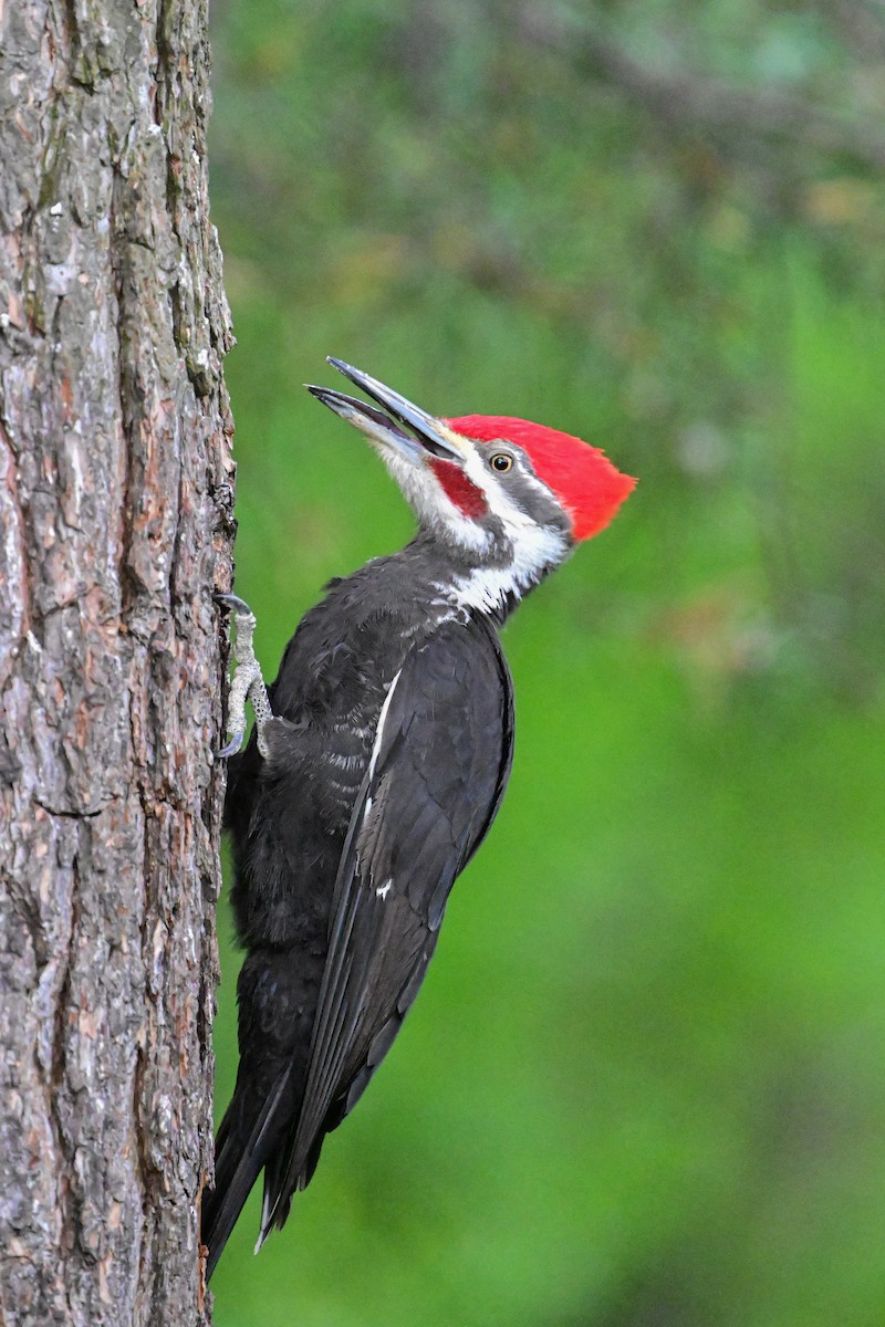 Pileated Woodpecker - Serg Tremblay