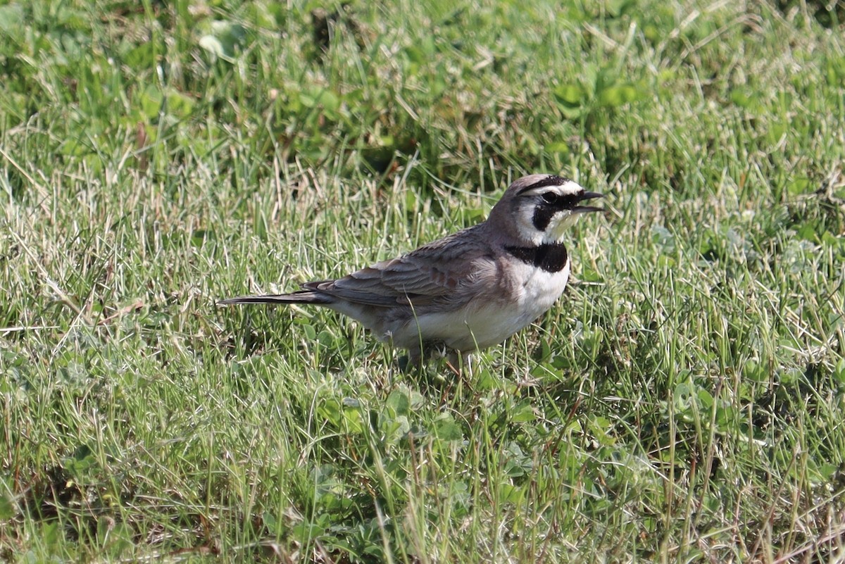 Horned Lark - Molly Herrmann