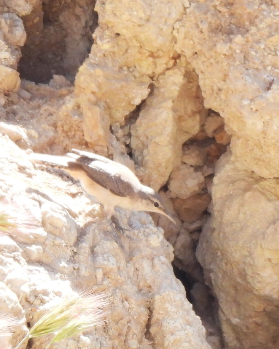 Rock Wren - Michael I Christie