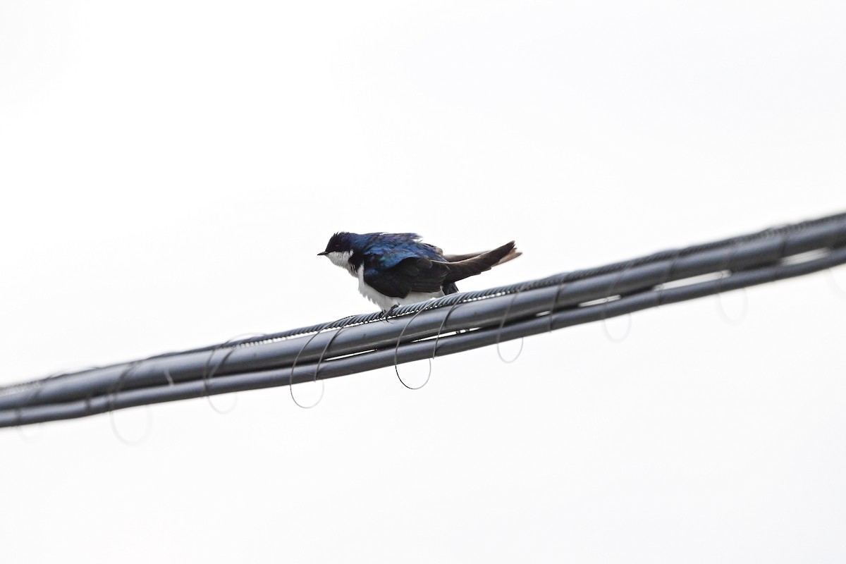 Tree Swallow - Serg Tremblay