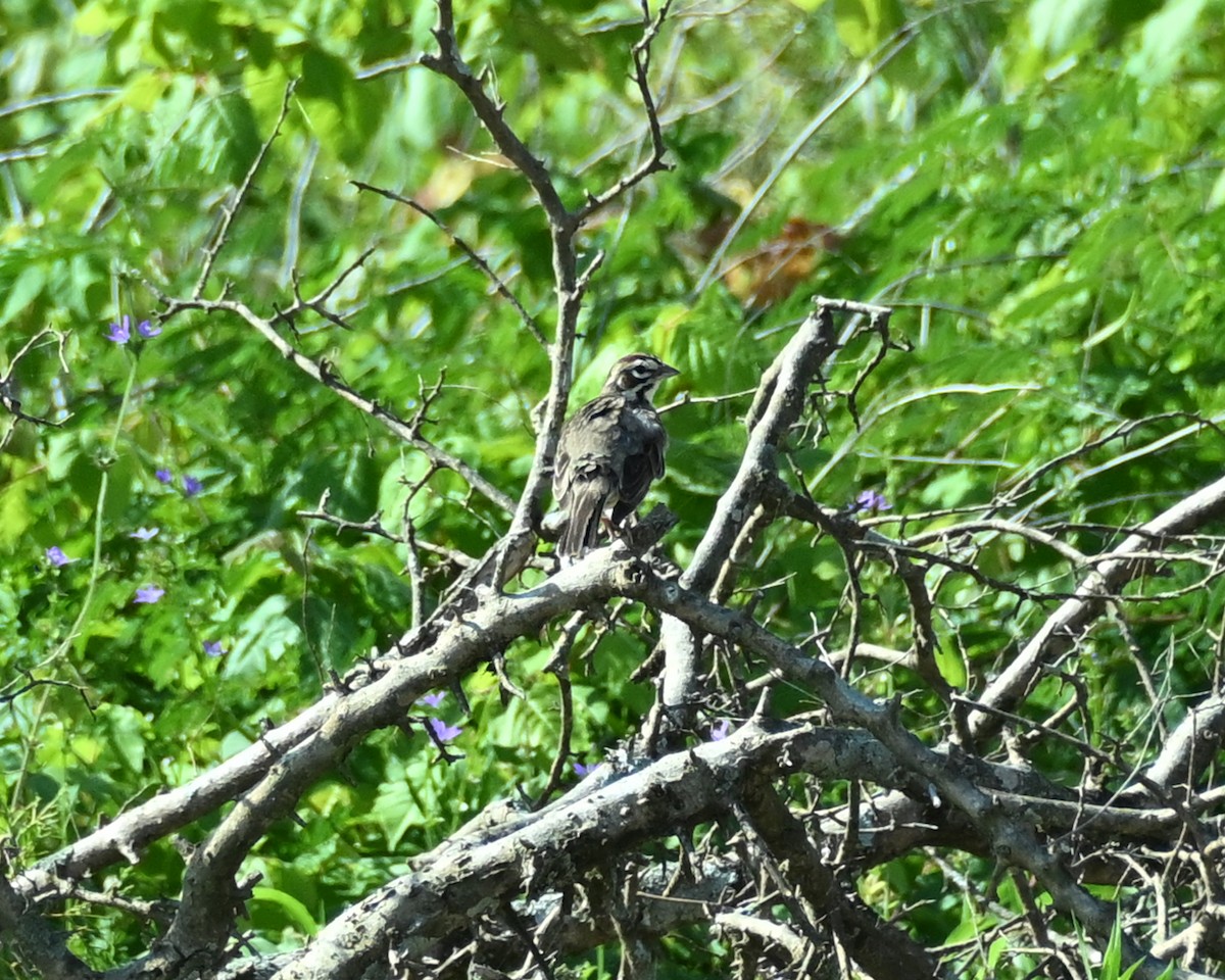 Lark Sparrow - EVELYN CARTER