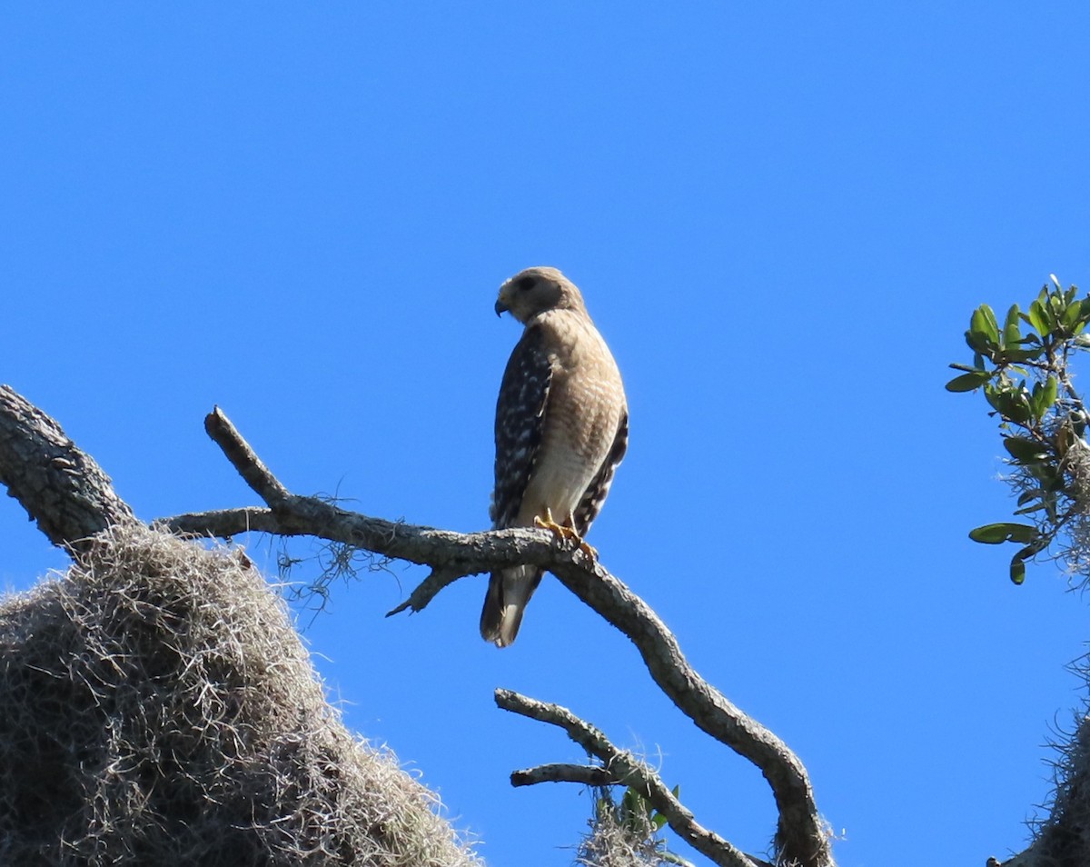 Red-shouldered Hawk - Susan Pepper