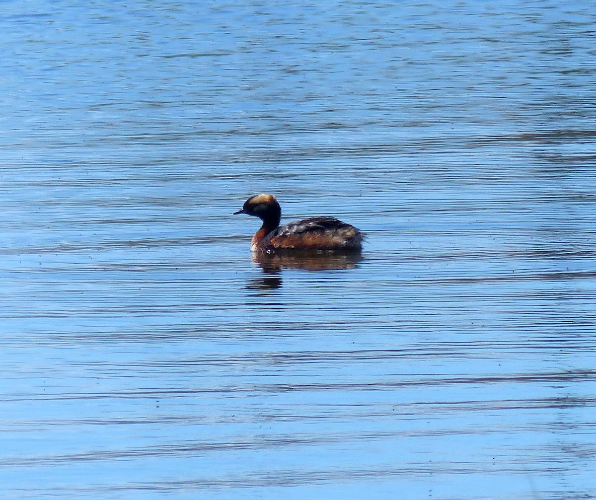 Horned Grebe - Shawn Wainwright