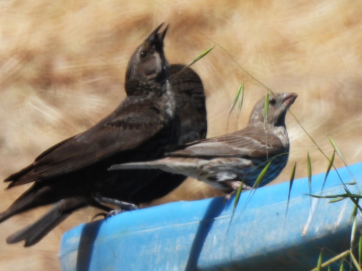 House Finch - ML619462991