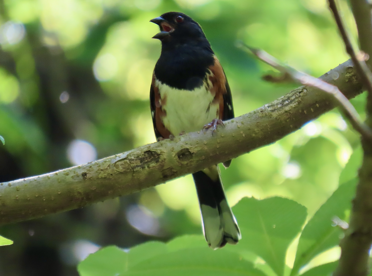 Eastern Towhee - Angie Trumbo