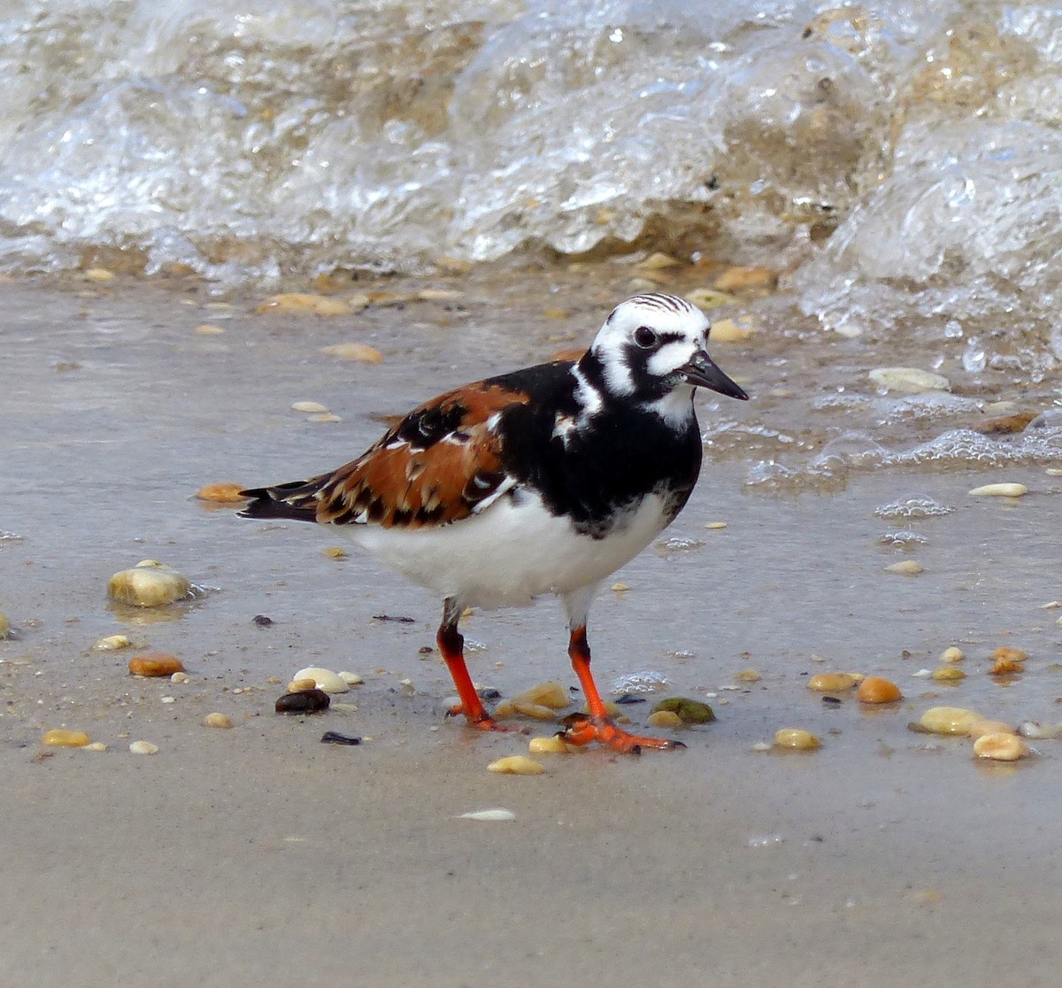 Ruddy Turnstone - Shawn Wainwright