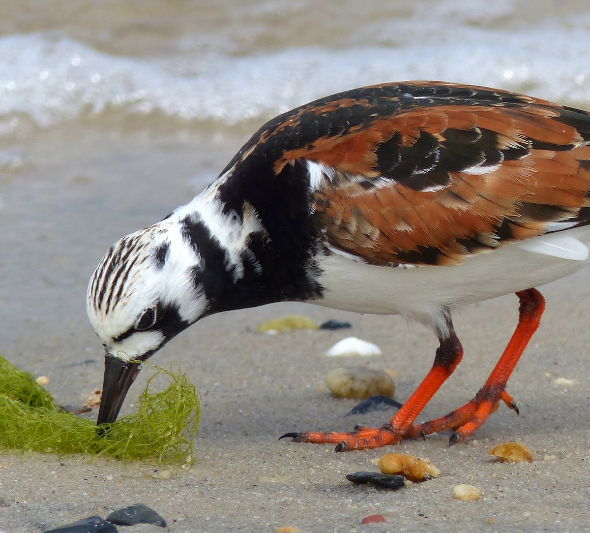 Ruddy Turnstone - ML619462998