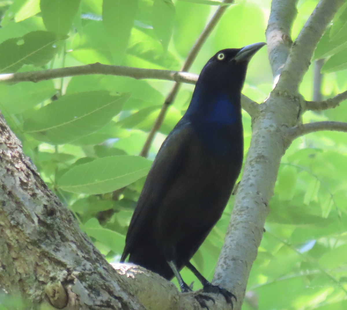 Common Grackle - ML619462999