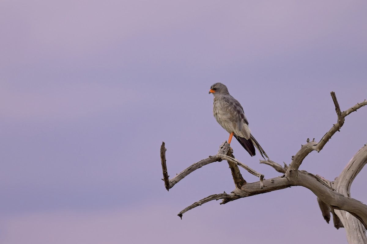 Pale Chanting-Goshawk - ML619463000