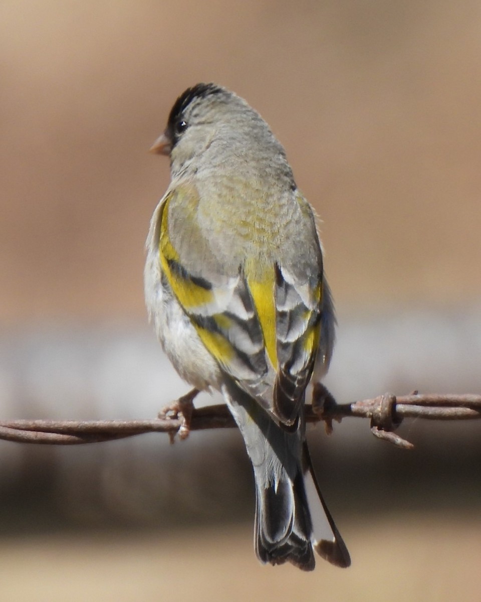 Lawrence's Goldfinch - Michael I Christie