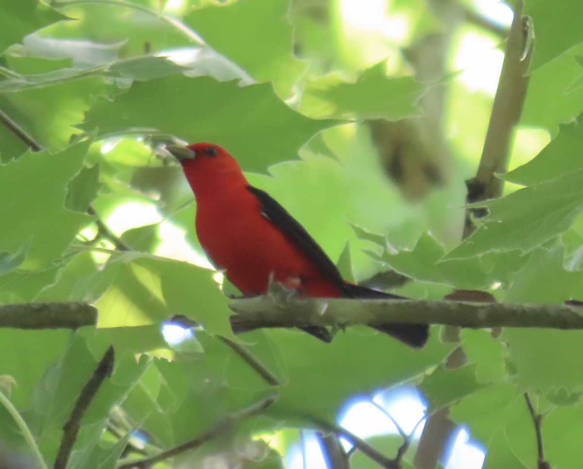 Scarlet Tanager - ML619463009