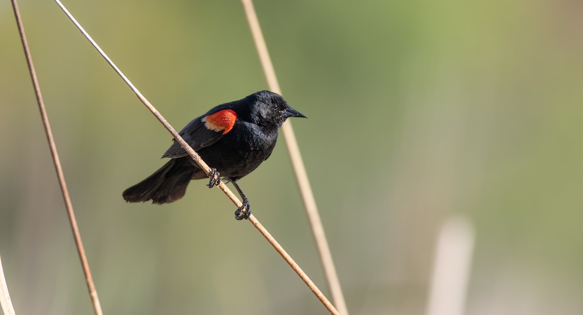 Red-winged Blackbird (Red-winged) - Michael Sadat