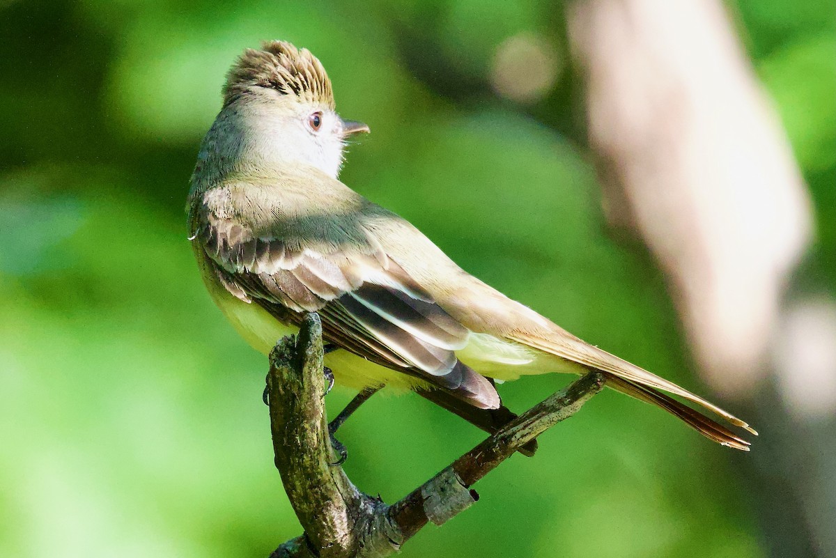 Great Crested Flycatcher - Michael Yellin