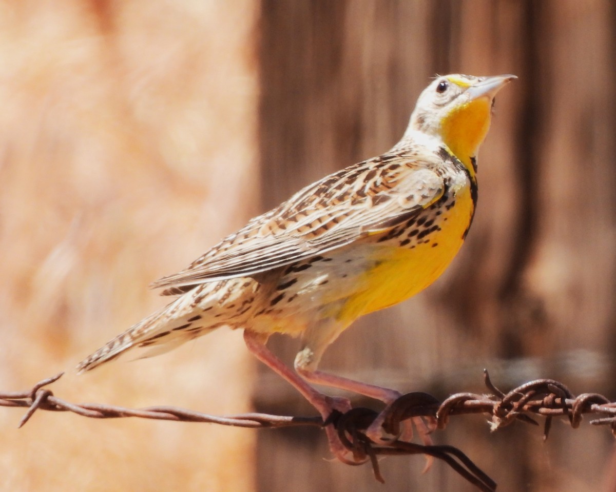 Western Meadowlark - Michael I Christie