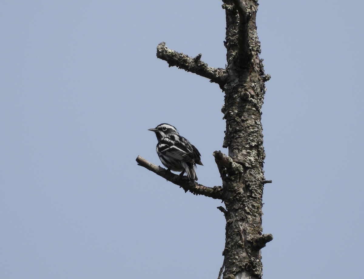 Black-and-white Warbler - Suzie Bergeron