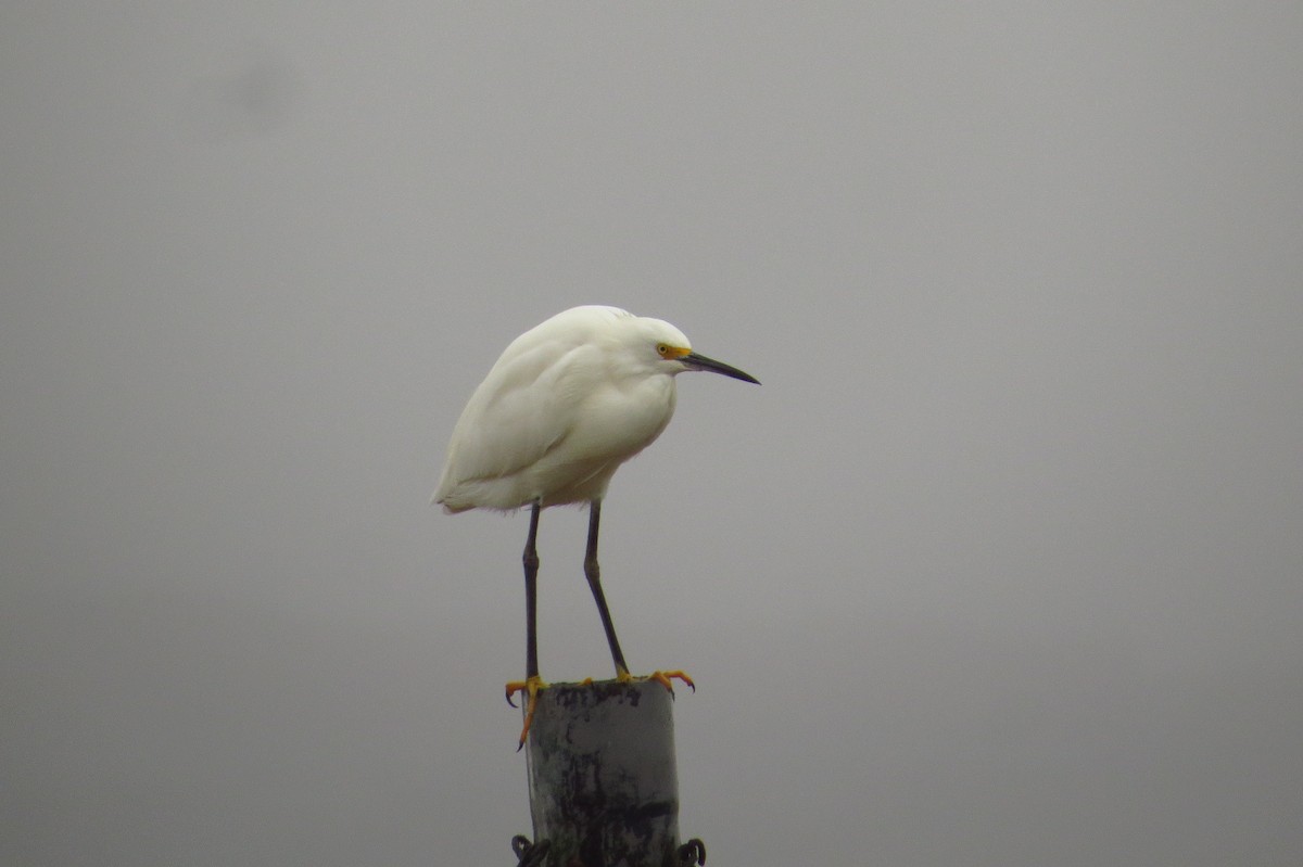 Snowy Egret - ML619463028