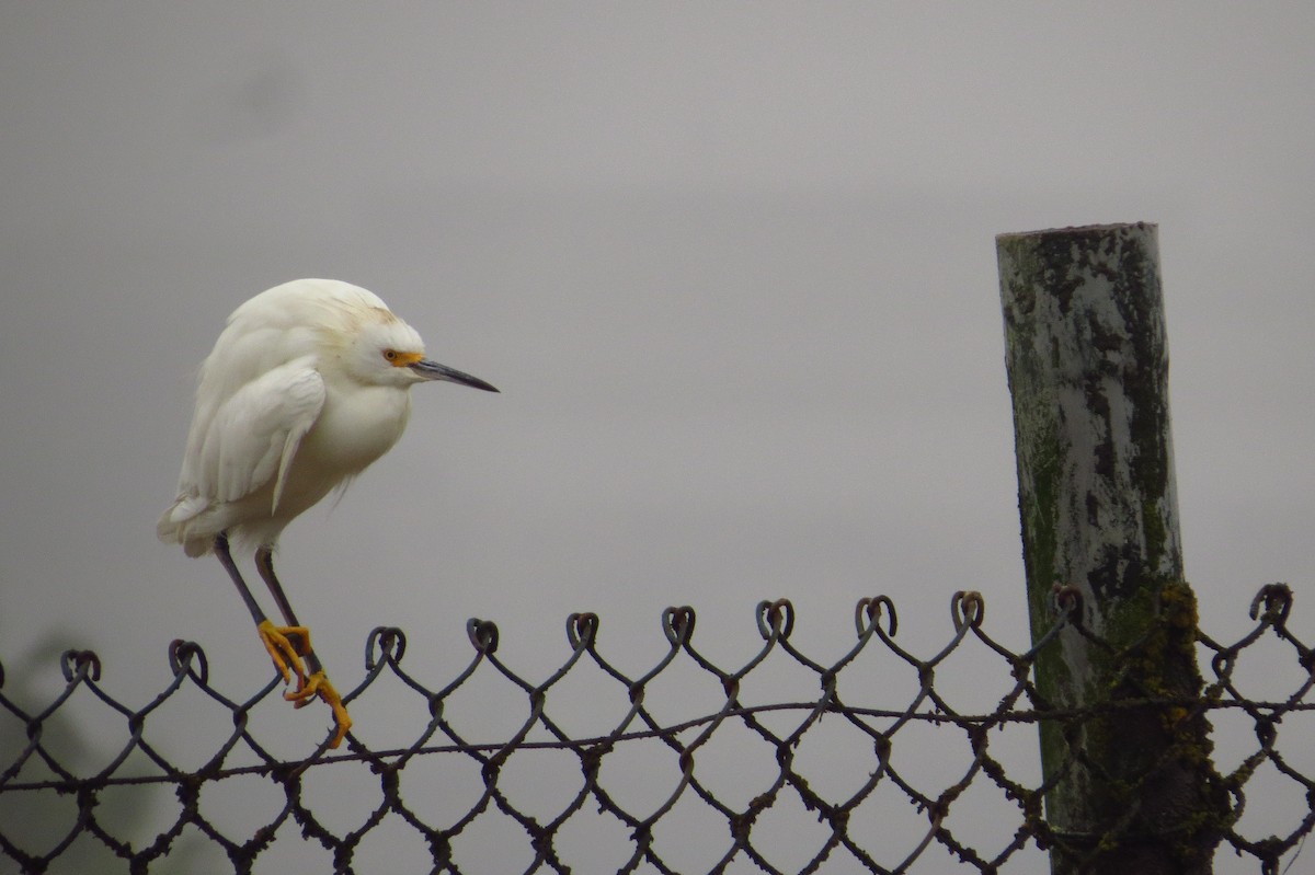 Snowy Egret - ML619463035