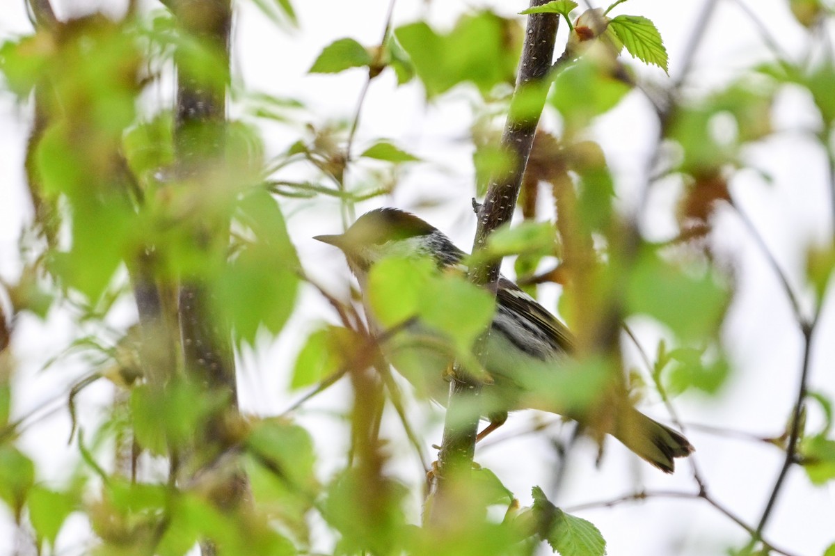 Blackpoll Warbler - Serg Tremblay