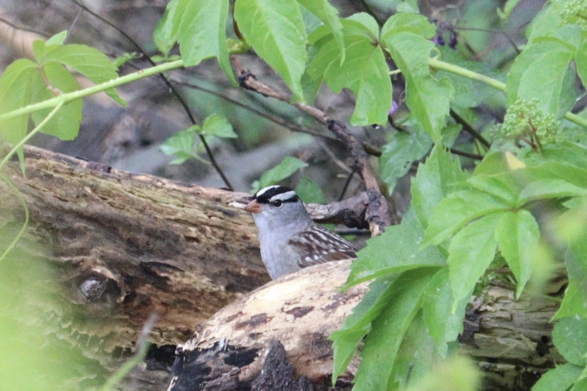 White-crowned Sparrow - ML619463038