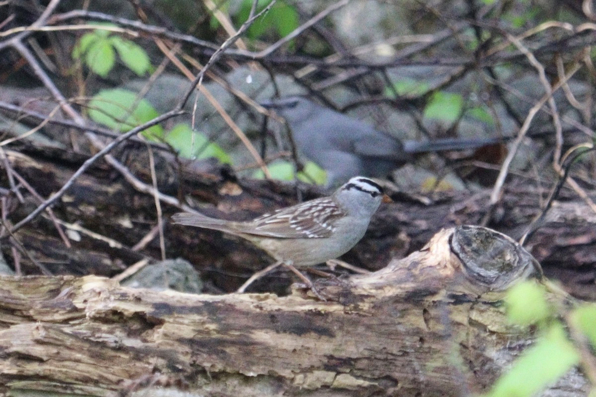 White-crowned Sparrow - ML619463039