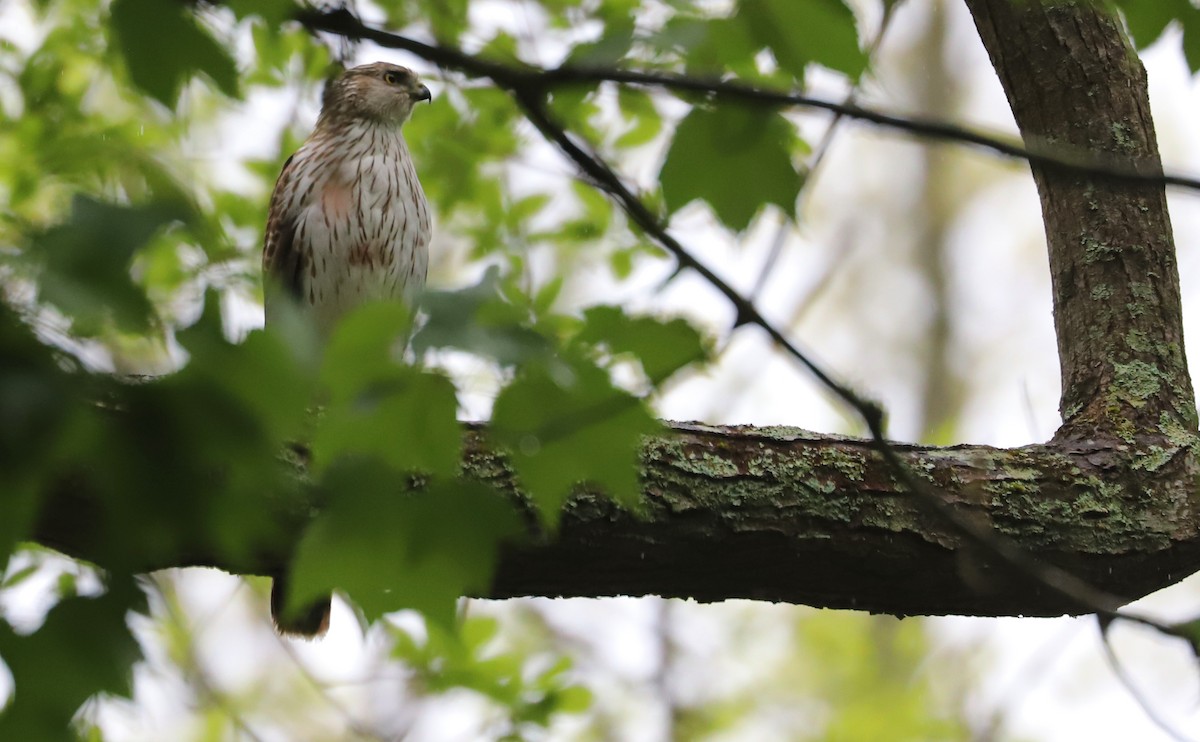 Cooper's Hawk - Rob Bielawski