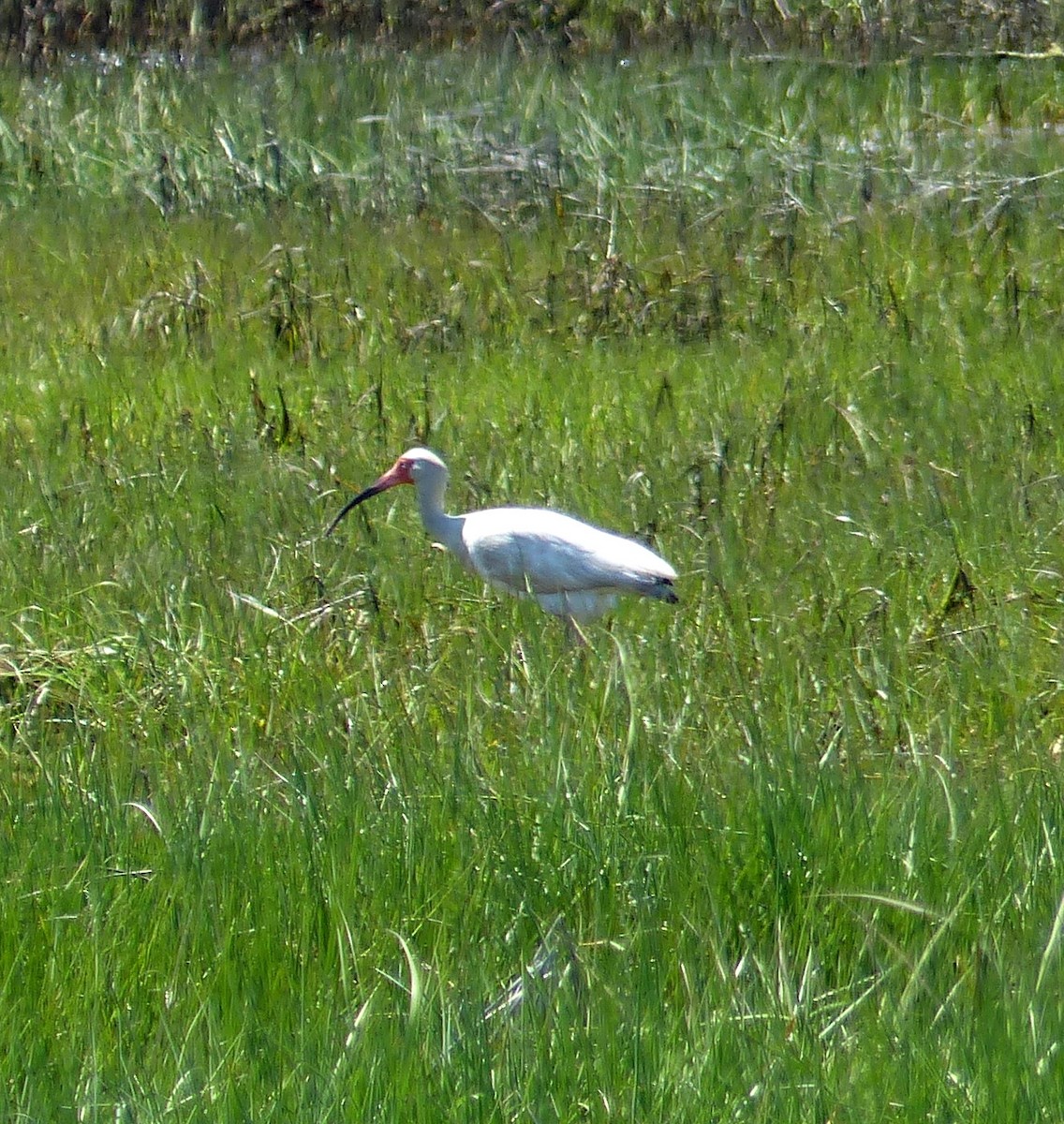 ibis bílý - ML619463058