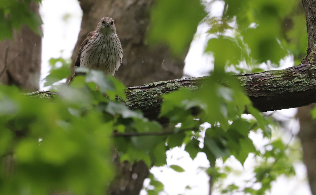 Cooper's Hawk - ML619463059