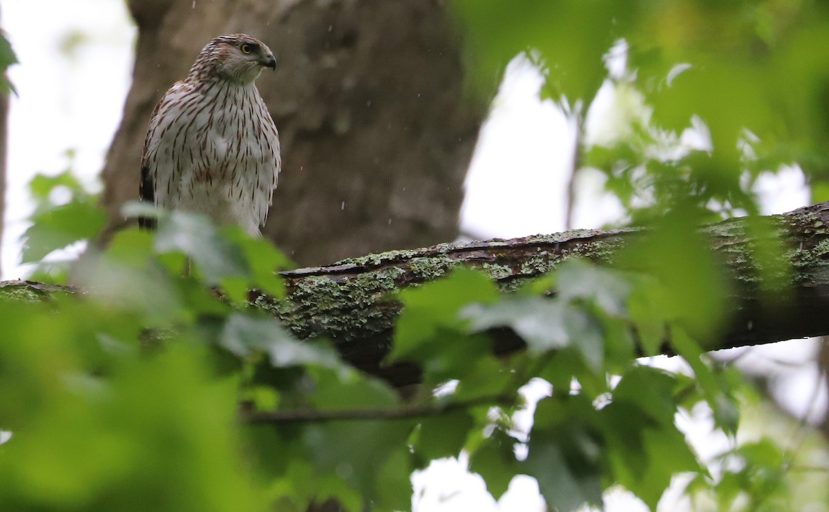 Cooper's Hawk - Rob Bielawski