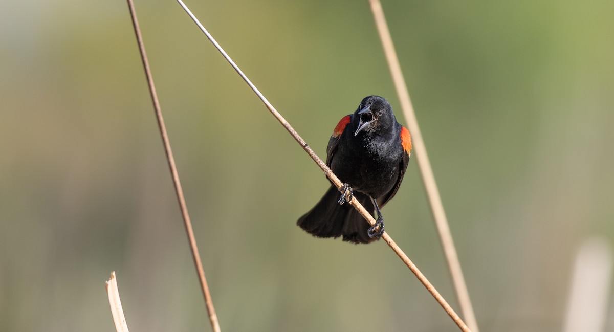 Red-winged Blackbird (Red-winged) - Michael Sadat