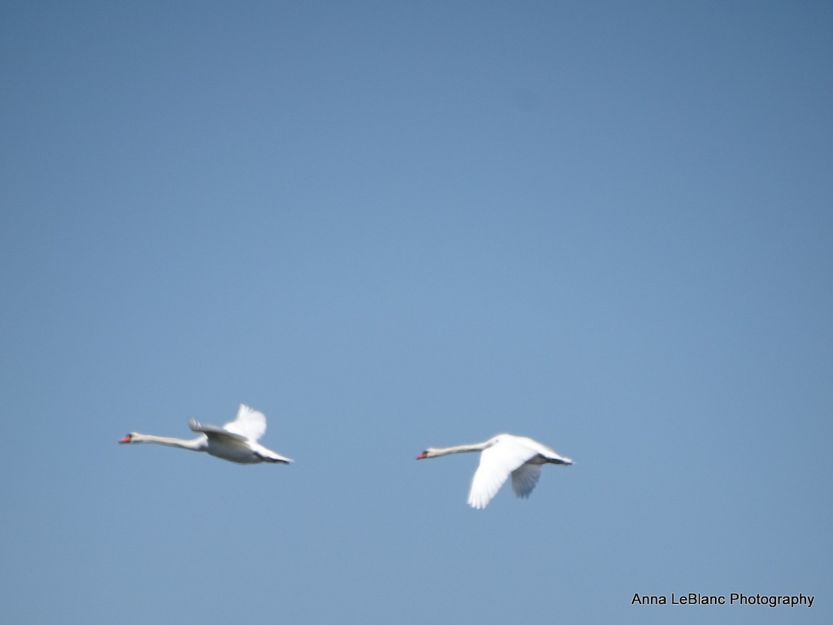 Mute Swan - ML619463080