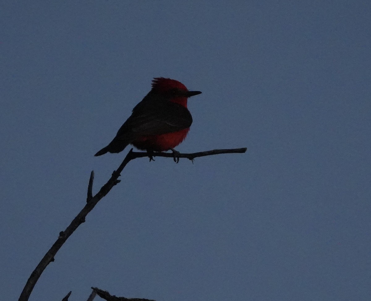 Vermilion Flycatcher - John Rhoades