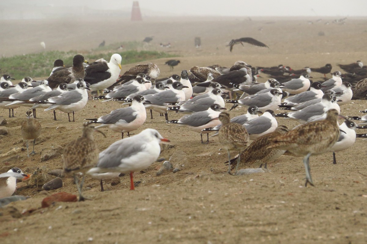 Franklin's Gull - Gary Prescott