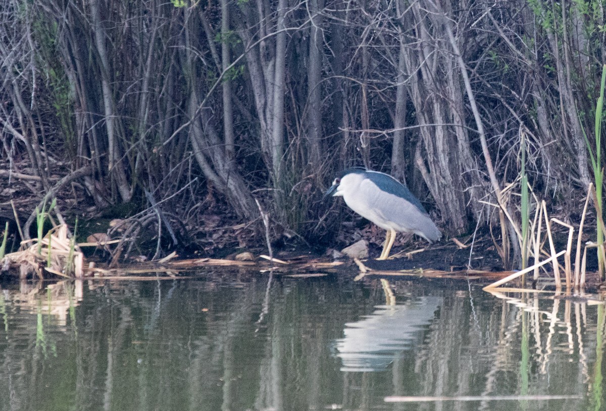 Black-crowned Night Heron - CARLA DAVIS