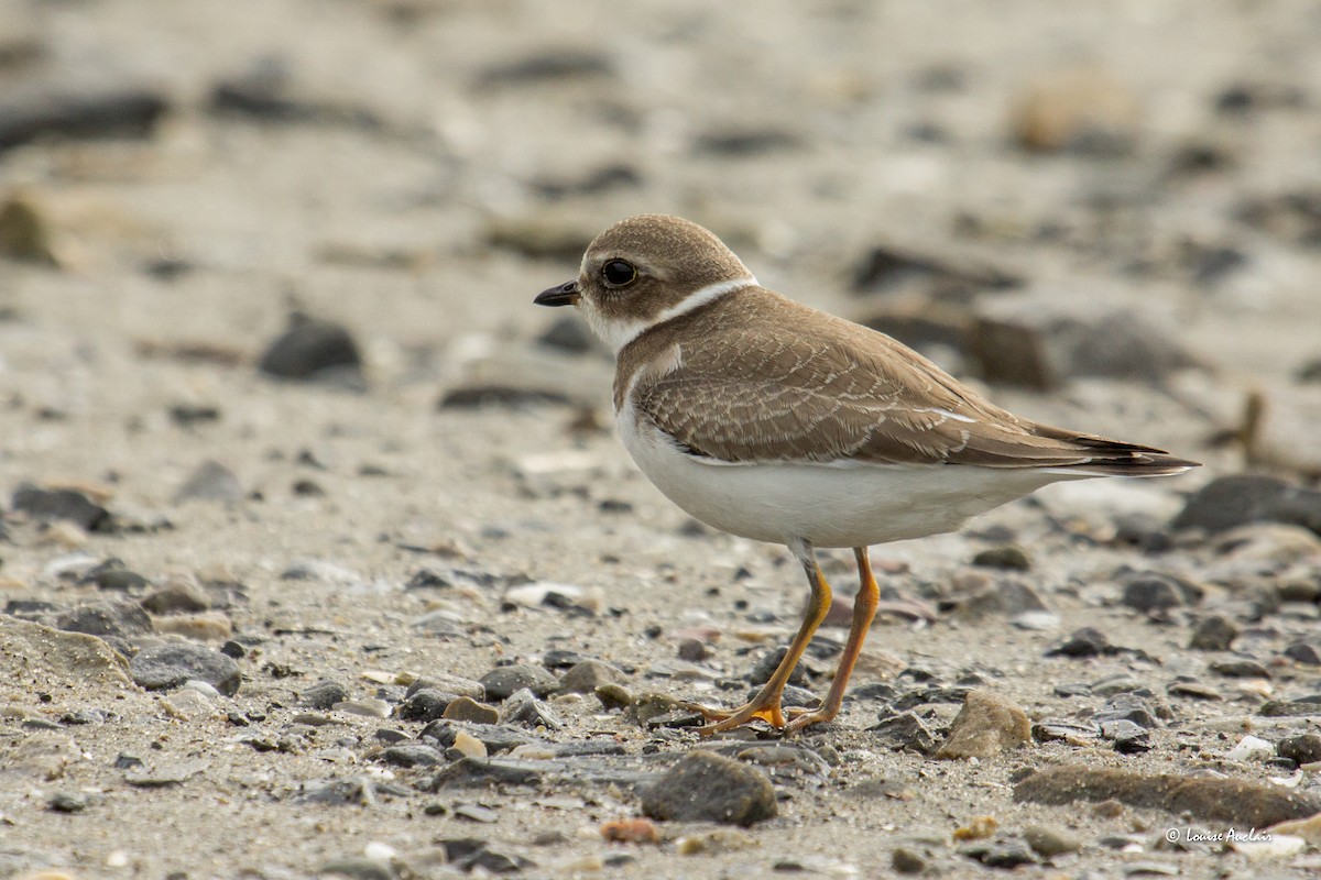 Semipalmated Plover - Louise Auclair