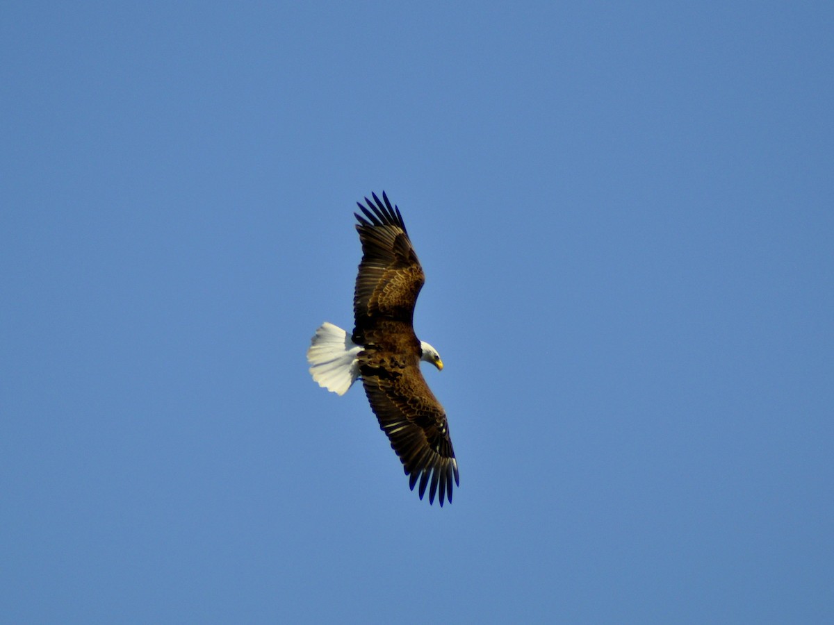 Bald Eagle - ML619463117