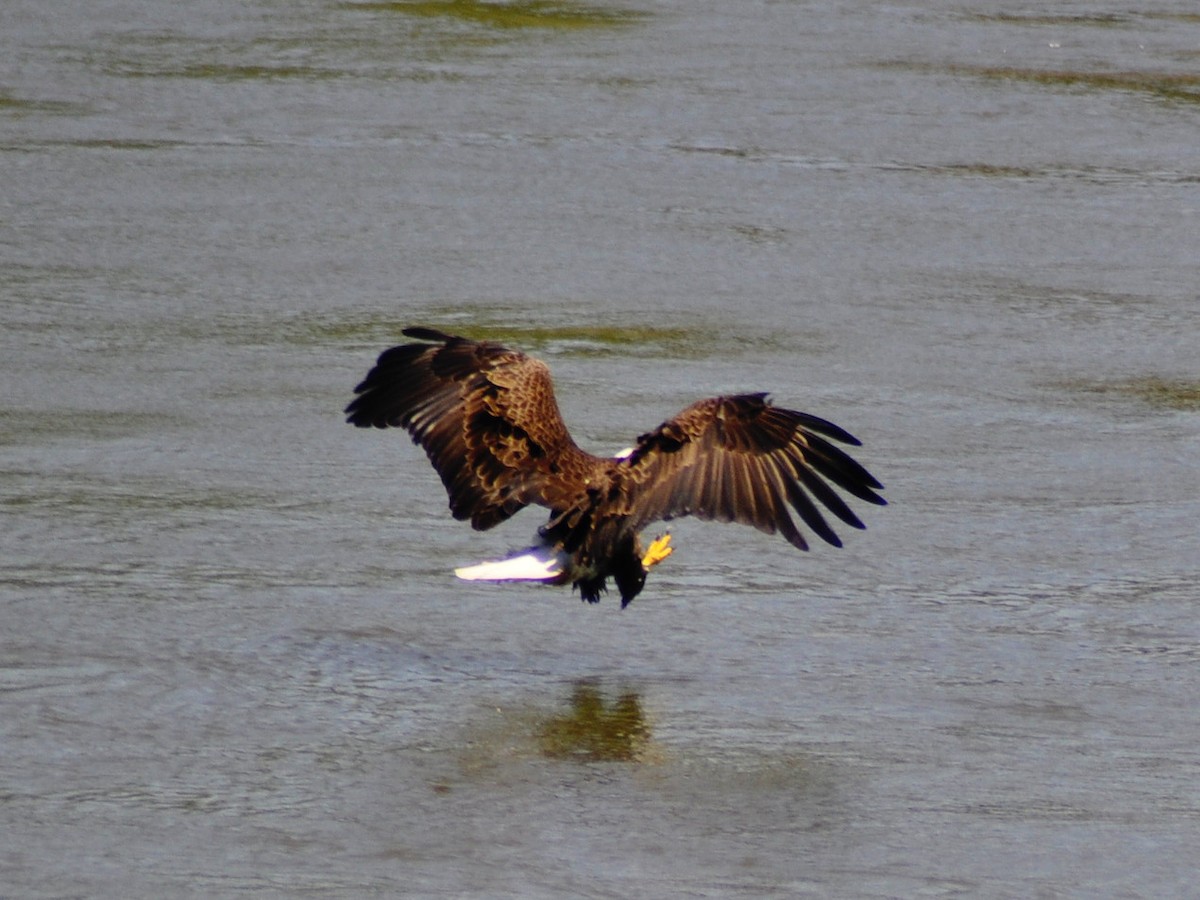 Bald Eagle - ML619463118