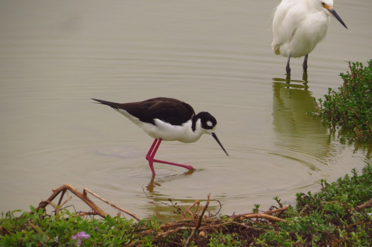 Black-necked Stilt - Gary Prescott