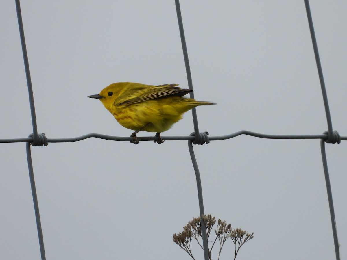 Yellow Warbler - Jim Lind