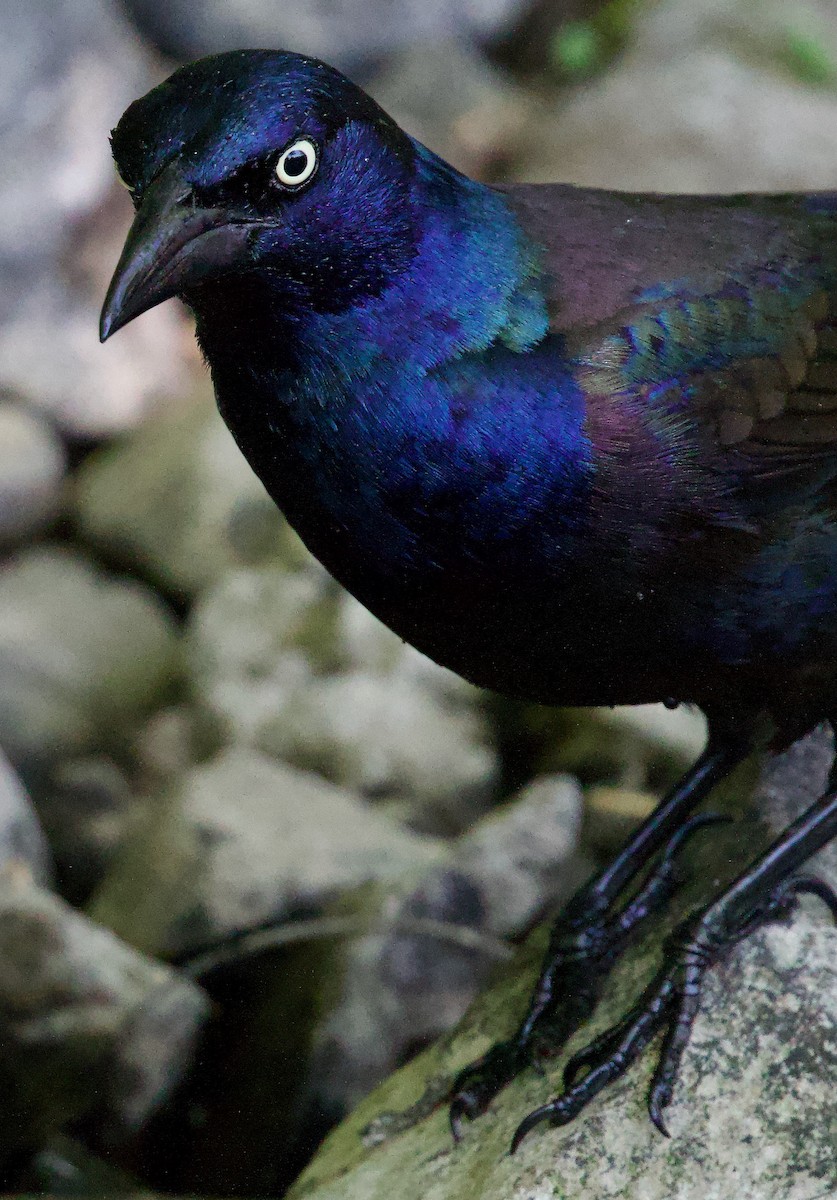 Common Grackle - Michael Yellin