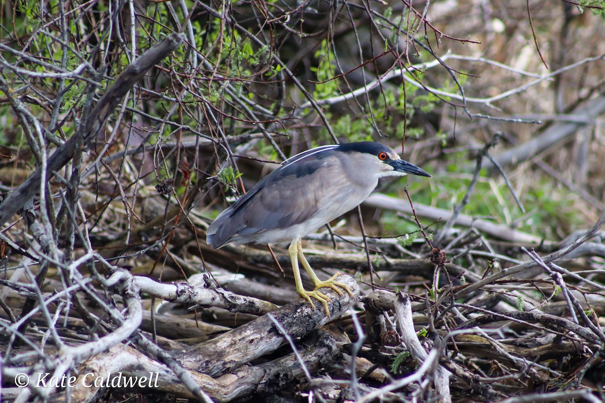 Black-crowned Night Heron - ML619463141