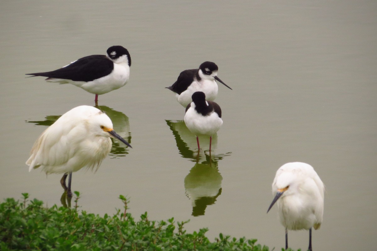 Black-necked Stilt - Gary Prescott