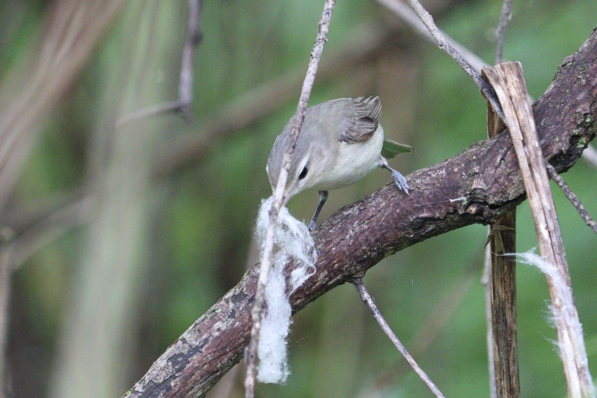 Warbling Vireo - Molly Herrmann