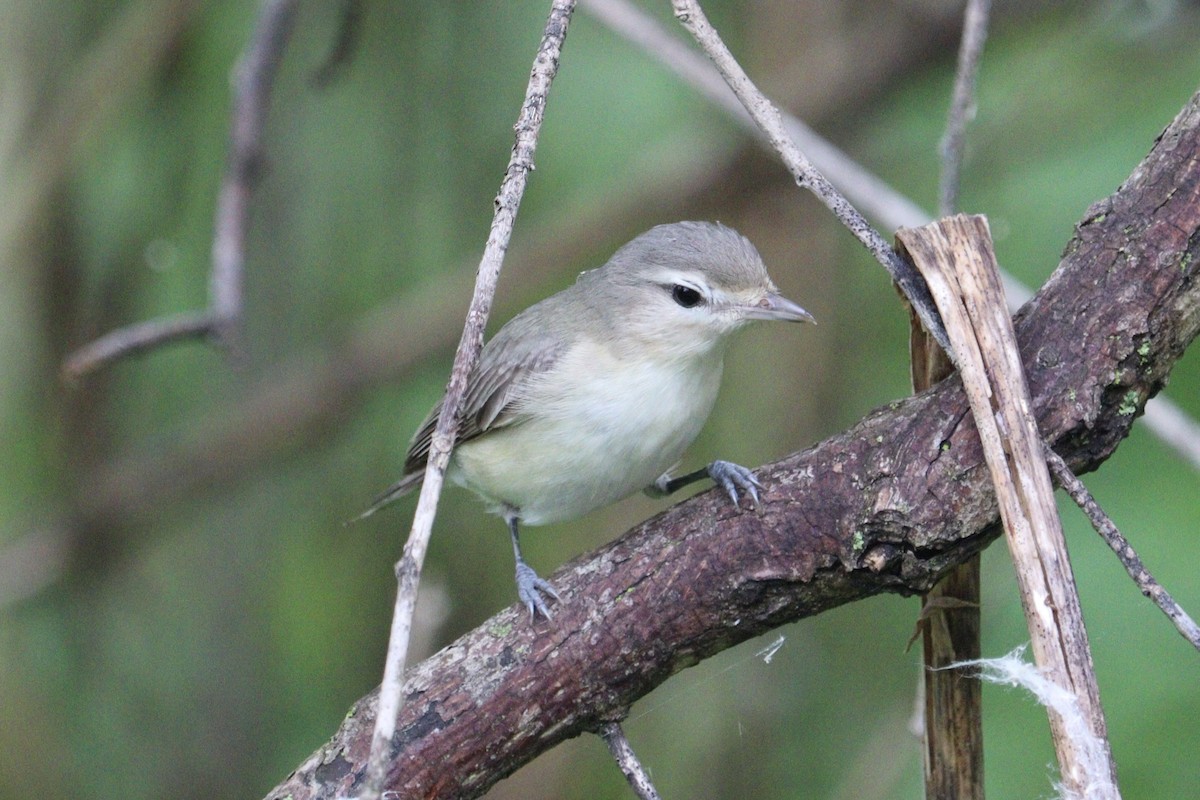 Warbling Vireo - Molly Herrmann