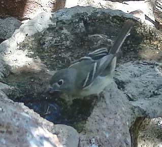 Empidonax sp. - Carolyn Ohl, cc